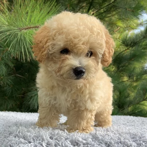 REGALO barboncino cuccioli Adorabili cuccioli di Poodle standart femminucce e maschietti disponibili