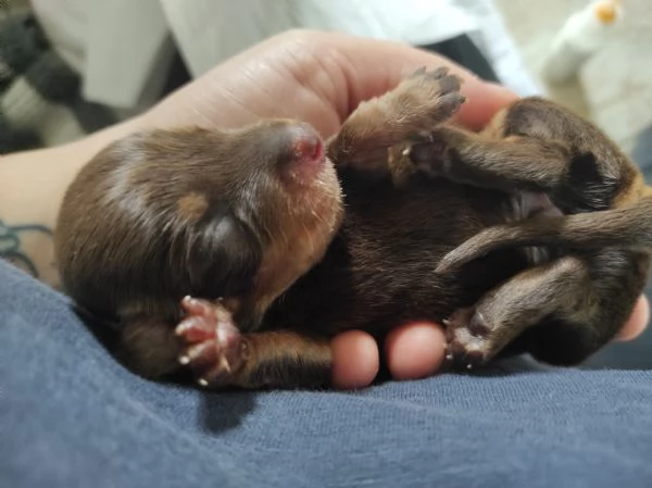 Bassotto kaninchen/nano