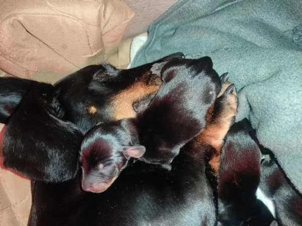 Bassotto kaninchen/nano | Foto 3