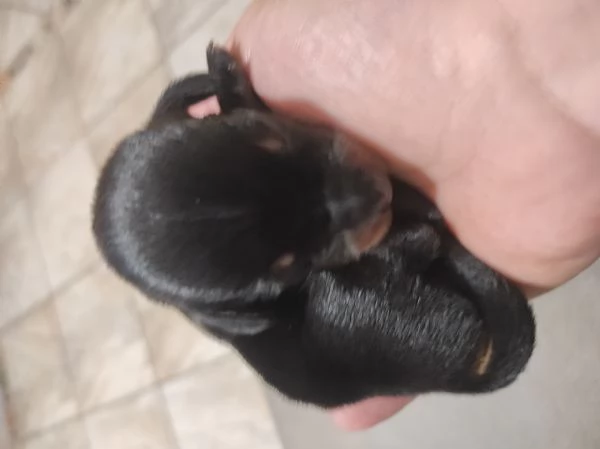 Bassotto kaninchen/nano | Foto 2