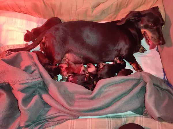 Bassotto kaninchen/nano | Foto 1