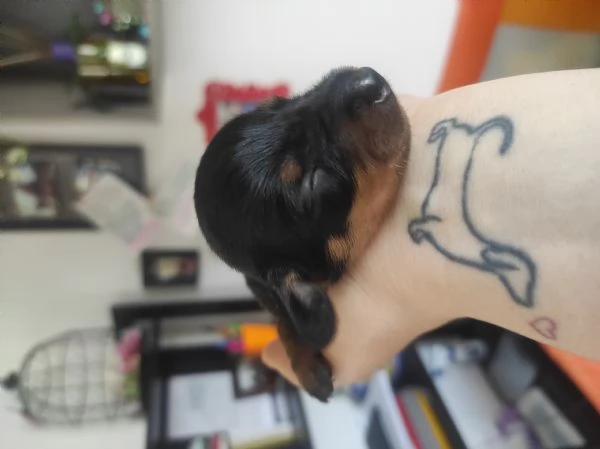 Bassotto kaninchen/nano | Foto 0