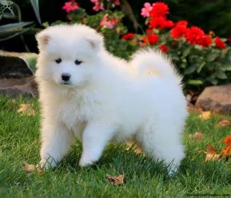 cuccioli sani di samoiedo disponibili | Foto 2