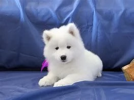 cuccioli sani di samoiedo disponibili | Foto 0