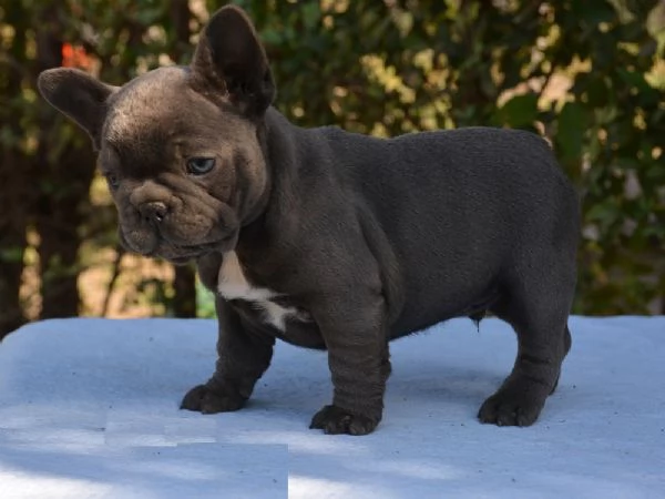 Adorabili cuccioli di Bulldog Francese | Foto 3