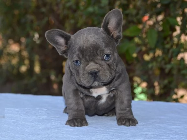 Adorabili cuccioli di Bulldog Francese | Foto 2