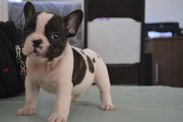 Adorabili cuccioli di Bulldog Francese | Foto 1