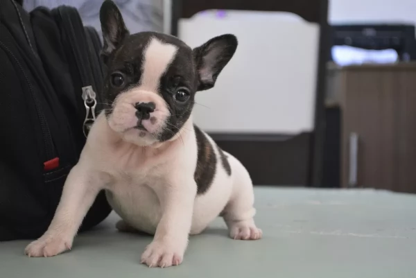 Adorabili cuccioli di Bulldog Francese | Foto 0