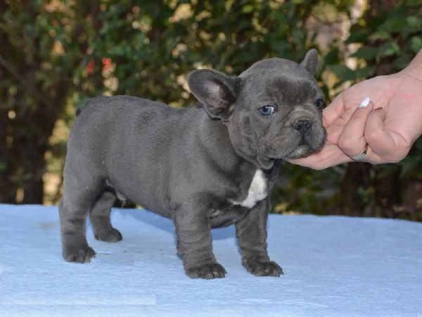 Adorabili cuccioli di Bulldog Francese