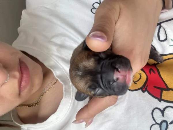 Bulldog francese  | Foto 5