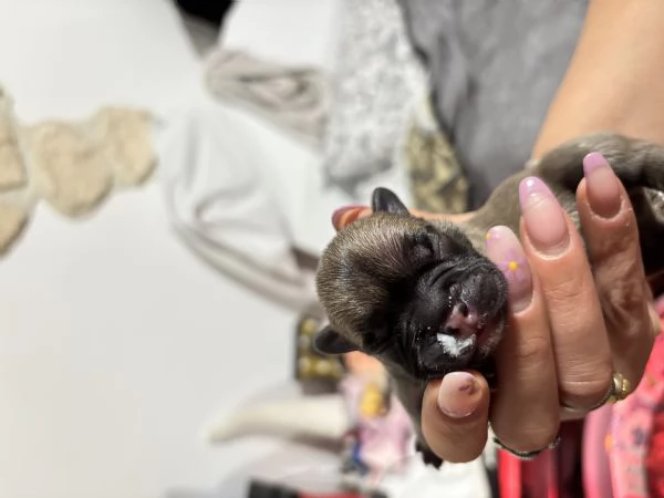 Bulldog francese  | Foto 4