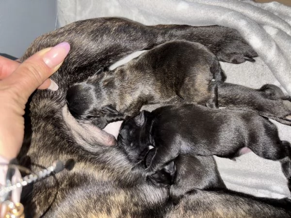 Bulldog francese  | Foto 3