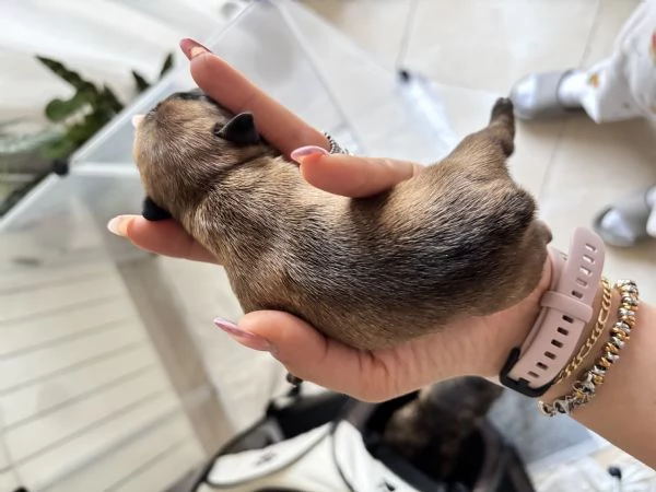 Bulldog francese  | Foto 2