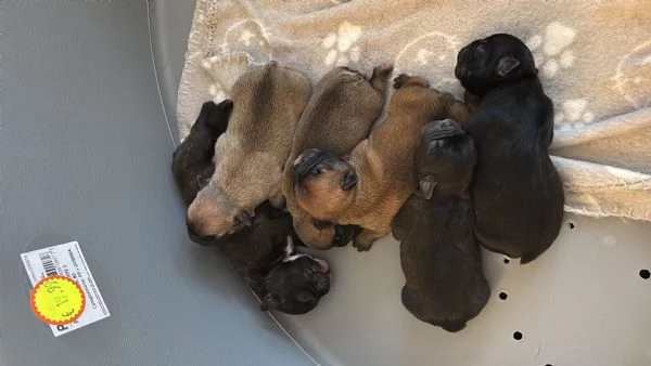 Bulldog francese  | Foto 1