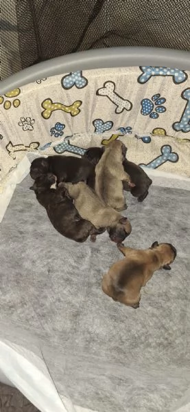 Bulldog francese  | Foto 0
