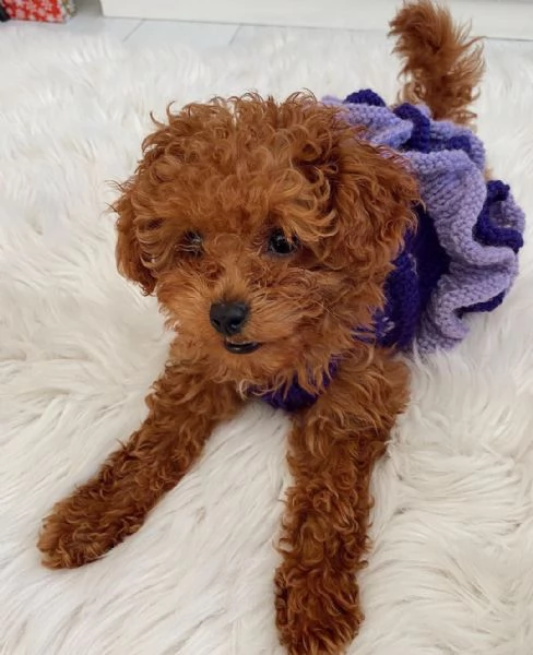 Cuccioli di barboncino toy disponibili per l'adozione (è possibile la consegna a domicilio) | Foto 0