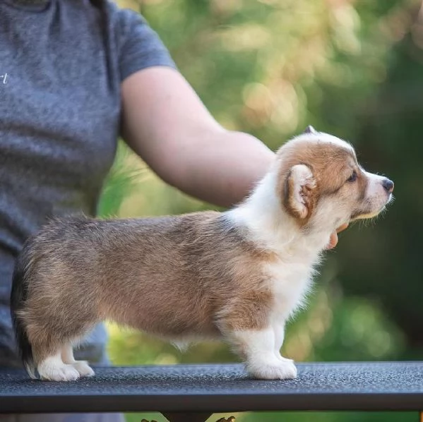 Regalo WELSH CORGI | Foto 0