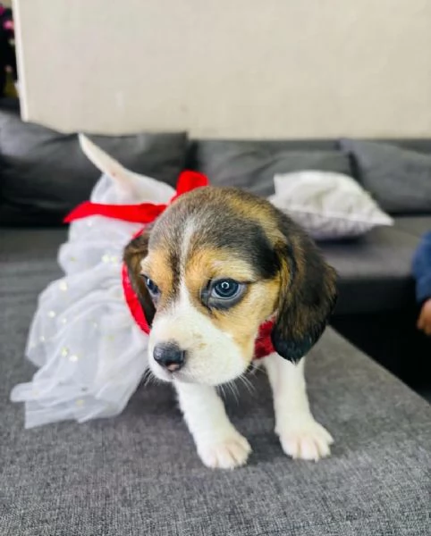 Regalo beagle 