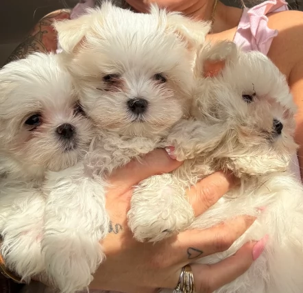 Meravigliosi Eccezionali cuccioli di maltese