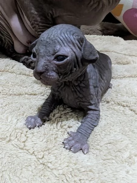 Cuccioli di Canadian Sphynx  | Foto 6
