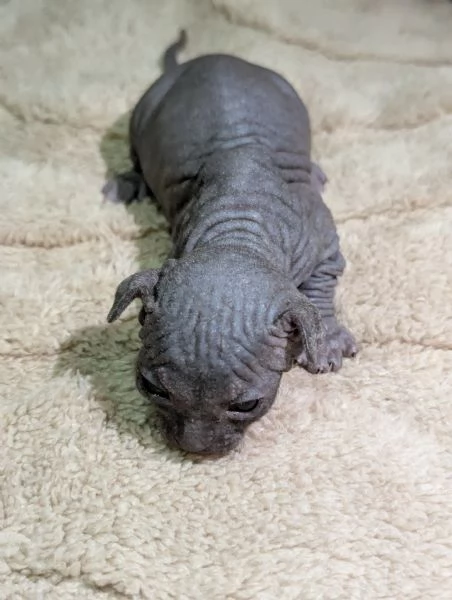 Cuccioli di Canadian Sphynx  | Foto 5