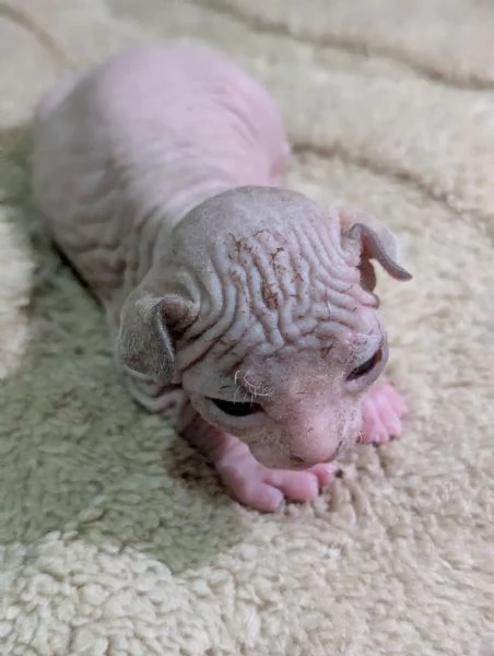 Cuccioli di Canadian Sphynx  | Foto 4
