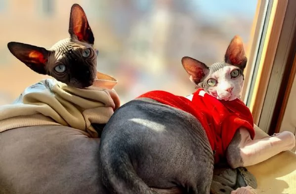 Cuccioli di Canadian Sphynx  | Foto 3