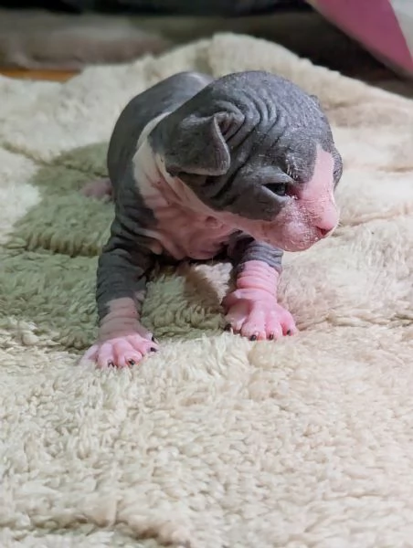 Cuccioli di Canadian Sphynx  | Foto 2