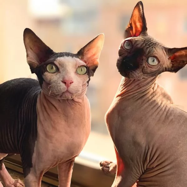 Cuccioli di Canadian Sphynx 