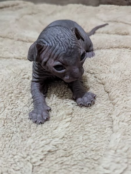 Cuccioli di Canadian Sphynx  | Foto 1