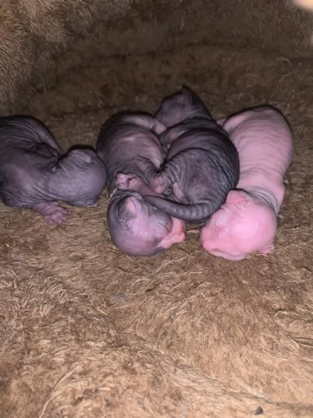 Cuccioli di Canadian Sphynx  | Foto 0