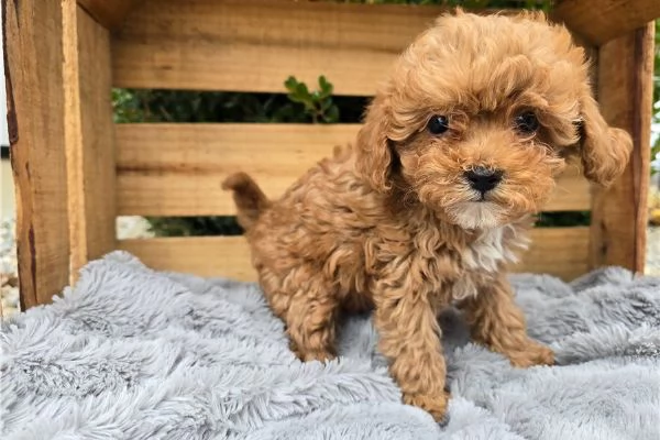 Bellissimi Cuccioli di Barboncino