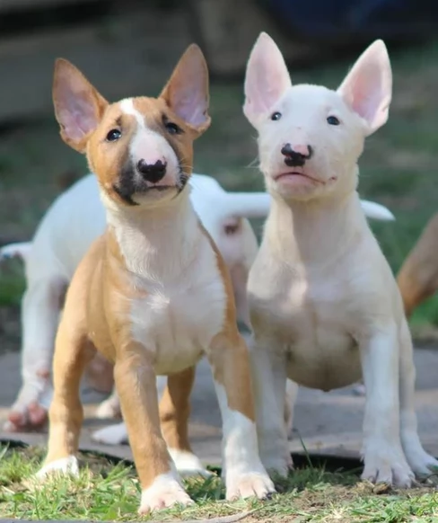  Cuccioli di Bull Terrier