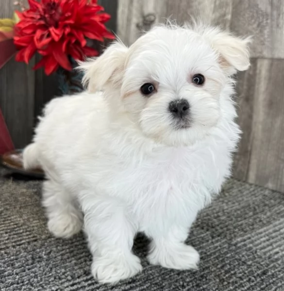 Stupendi cuccioli di Maltese