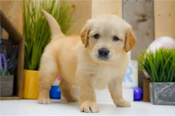  Cuccioli di Golden Retriever
