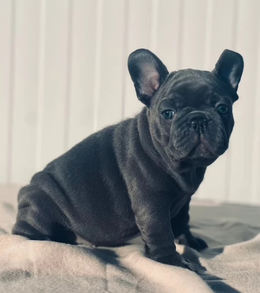 Cuccioli Bouledogue francese