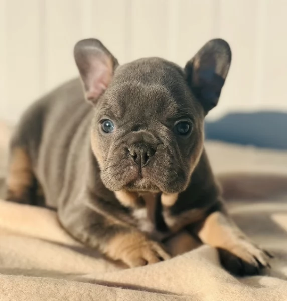 Cuccioli di bulldog francese