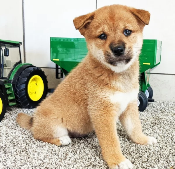Bellissimi cuccioli di Shiba Inu 