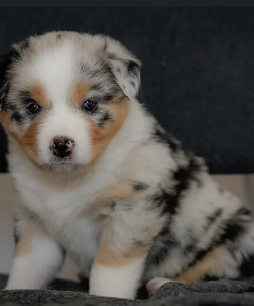 Cuccioli di pastore australiano 