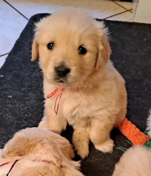 Cuccioli Golden Retriver