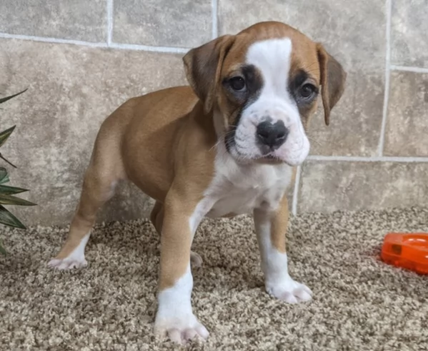 Cuccioli di Boxer