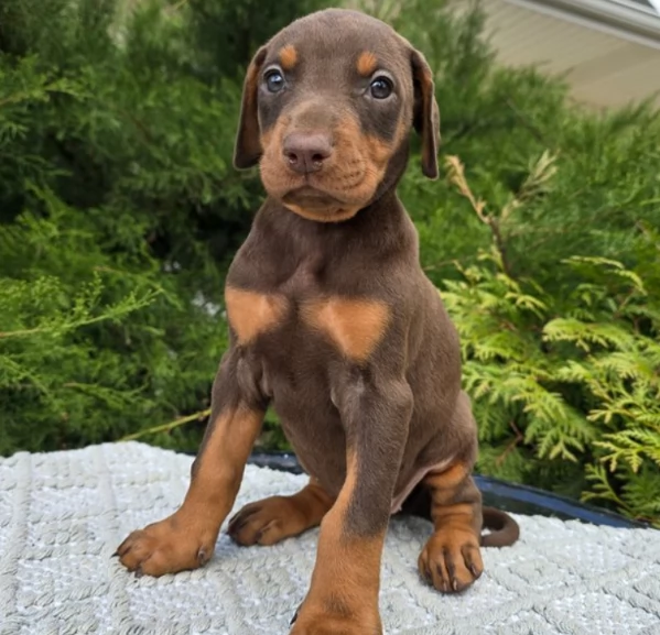 Cuccioli Dobermann