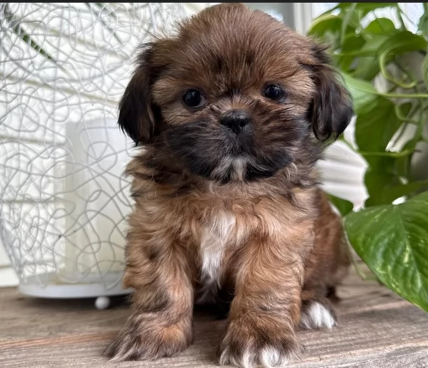 Cuccioli di shih Tzu