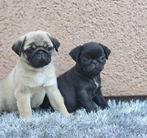 Disponibili cuccioli di carlino