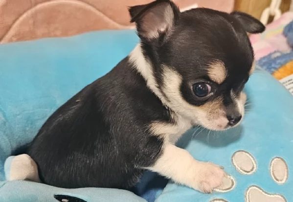 Cuccioli Chihuahua mini Toy