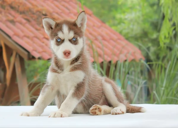 cuccioli di Siberian Husky 