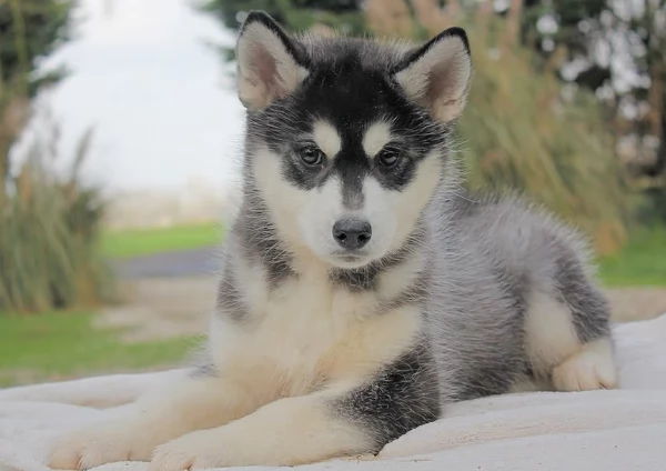 Cuccioli di Siberian Husky