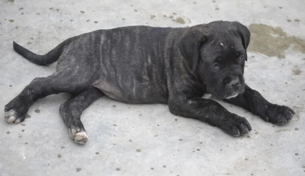 Dispone di cuccioli cane corso