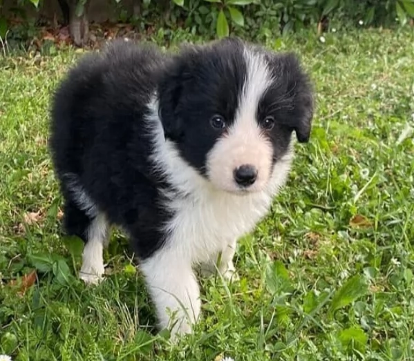 Cuccioli di Border Collie
