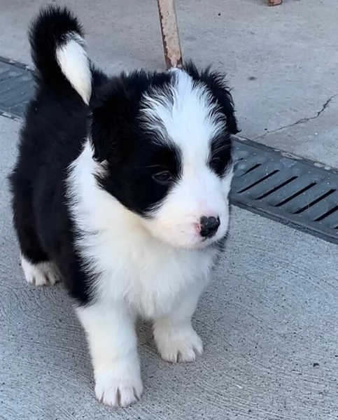 bellissimi cuccioli di Border Collie
